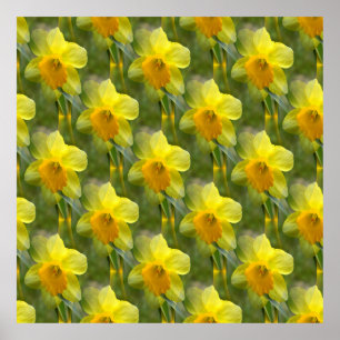 Poster Campos de Daffodils... .