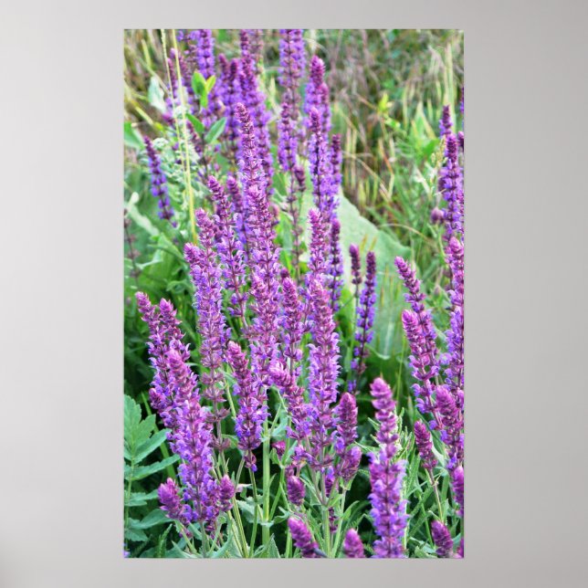 Poster Campos de flores selvagens salvia roxa Romênia (Frente)