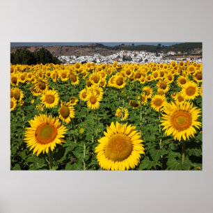 Poster Campos de girassóis, cidade da colina branca de Bo