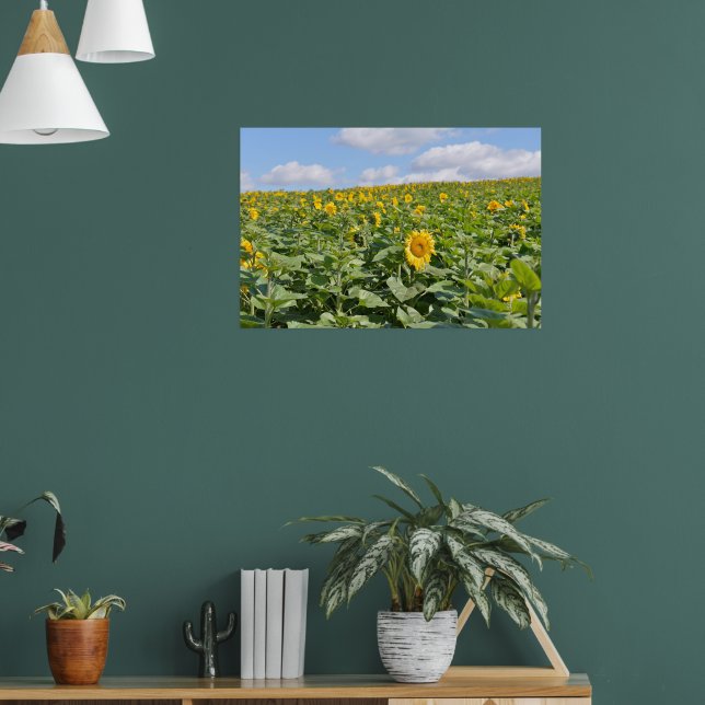 Poster Campos de girassóis lindos em dia ensolarado (Sala de Estar 1)