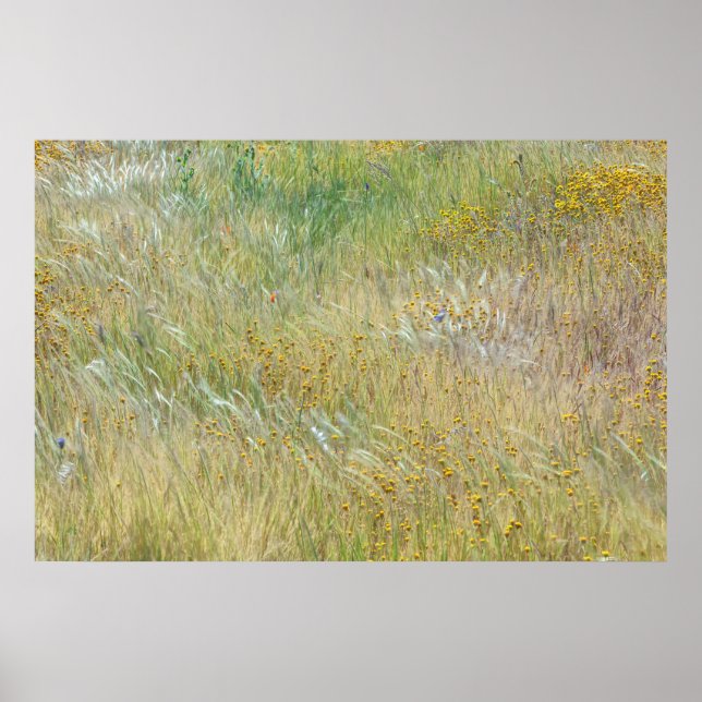 Poster Campos de Goldfields e Grama (Frente)