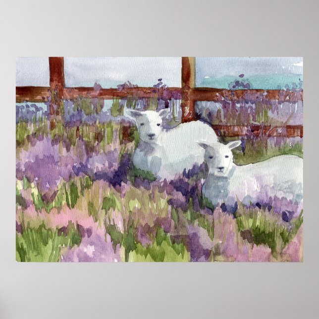 Poster Campos de Lavanda de ovinos Fazendas (Frente)