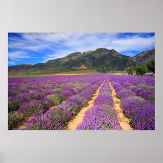 Pôster Campos de lavanda para sempre