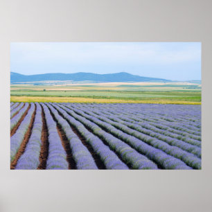 Poster Campos de Lavendar