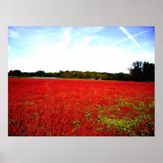 Pôster Campos de Rubies