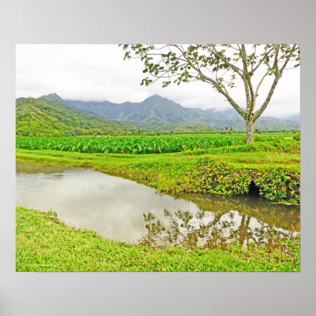 PÔSTER "CAMPOS DE TARO A CAMINHO DE HANALEI" (Frente)