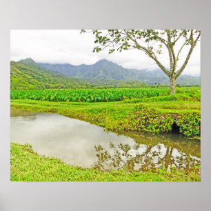 POSTER CAMPOS DE TARO HANALEI (KAUAI)