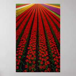 Poster Campos de Tulipas Coloridos