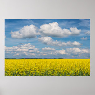 Pôster Campos e Nuvens de Canola