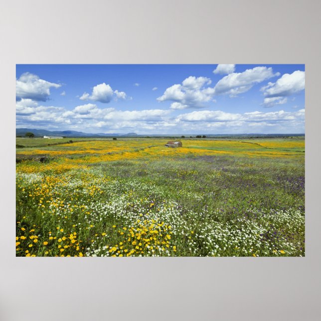 Poster Campos Em Springtime Perto De Guadalupe (Frente)