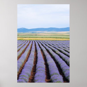 Pôster Campos Lavendar