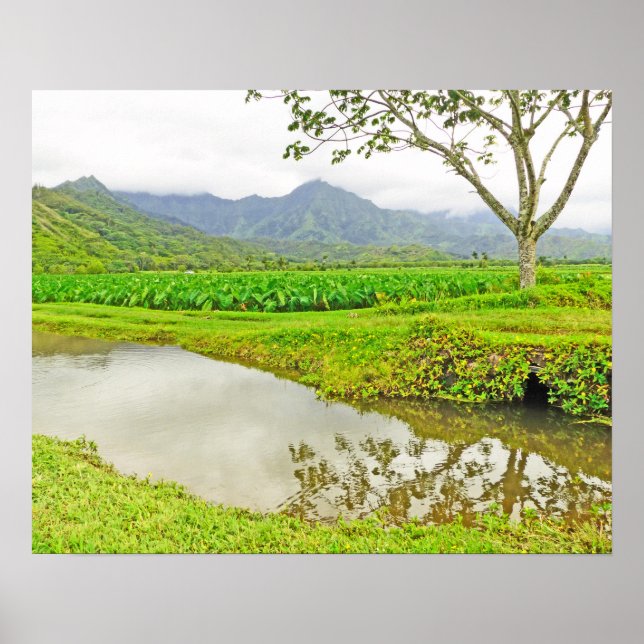 POSTER CAMPOS TARO DE HANALEI (KAUAI) (Frente)