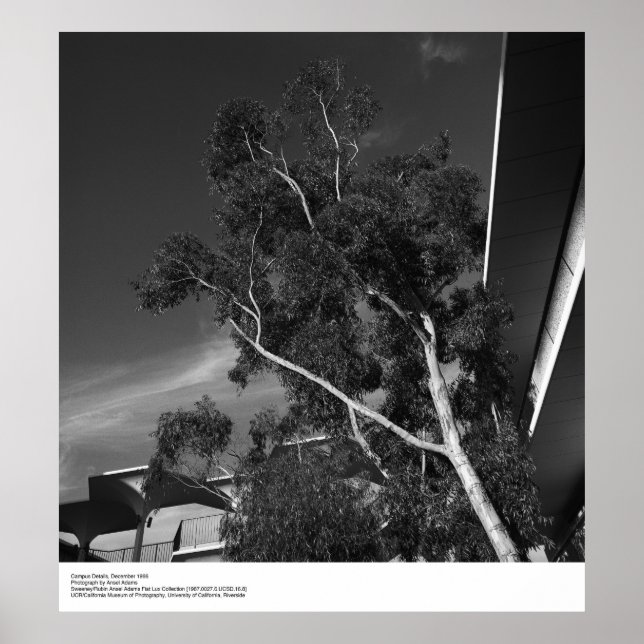 Poster Campus Details, dezembro de 1966, por Ansel Adams (Frente)