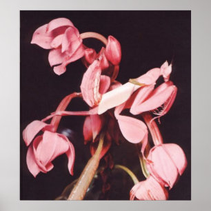 Poster Camuflagem cor-de-rosa da louva-a-deus Praying