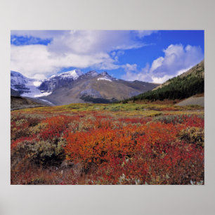Poster Canadá, Alberta, Banff NP. Mirtilos em flor
