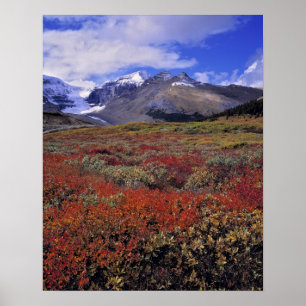 Pôster Canadá, Alberta, Banff NP. Mirtilos fornecem