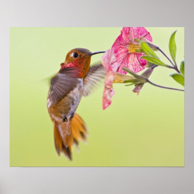 Poster Canadá, Colômbia Britânica, Rufous Hummingbird (Frente)