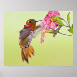 Poster Canadá, Columbia Britânica, colibri Rufous