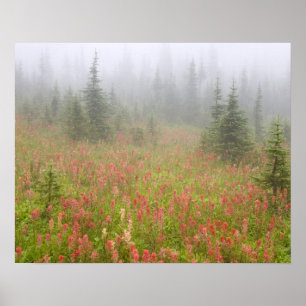 Pôster Canadá, Colúmbia Britânica, Nacional Revelstoke