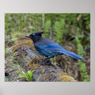 Poster Canadá: Colúmbia Britânica, Yoho NP, charneca-azul