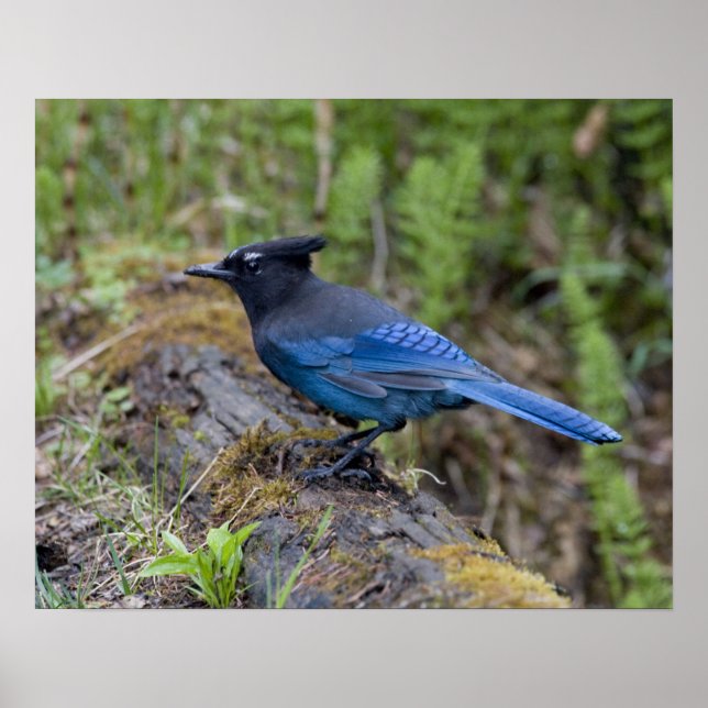 Poster Canadá: Colúmbia Britânica, Yoho NP, Stellar jay, (Frente)
