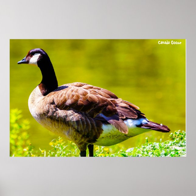Poster Canada Goose (Frente)