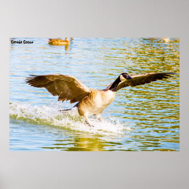 Poster Canada Goose (Frente)