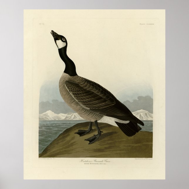 Poster Canadá Goose from Audubon's Birds of America (Frente)