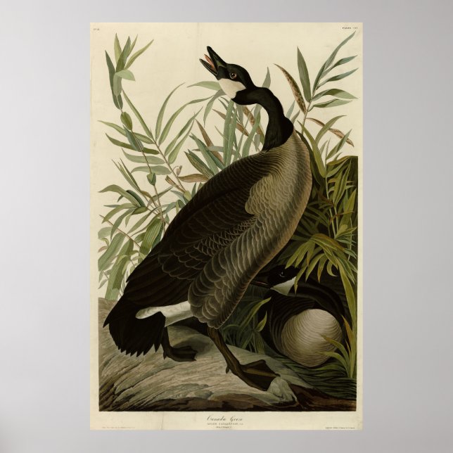 Poster Canadá Goose from Audubon's Birds of America (Frente)