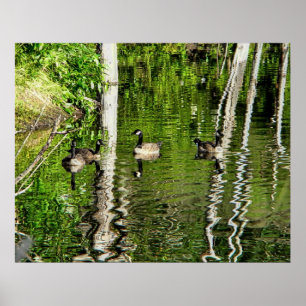 Poster (Canadá) Goose Green