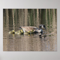 Canada Goose Mãe Gosling Babies Selvagem