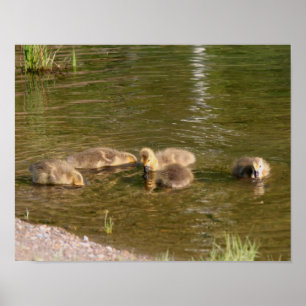 Pôster Canadá Gosling Babies Selvagem