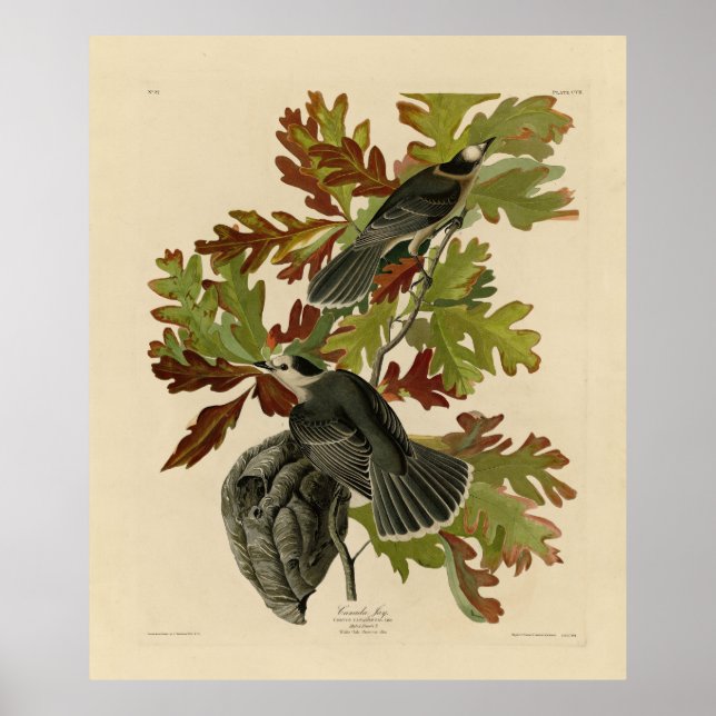 Poster Canada Jay (Cinza Jay) - Audubon's Birds of Americ (Frente)