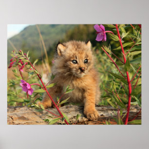Poster Canada Lynx Kitten, Alaska