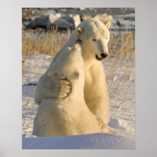 Poster Canadá, Manitoba, Baía de Hudson, Churchill.
