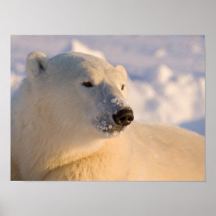 Pôster Canadá, Manitoba, Baía de Hudson Urso Polar