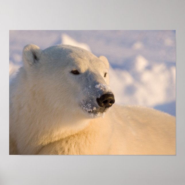 Pôster Canadá, Manitoba, Baía de Hudson | Urso Polar (Frente)