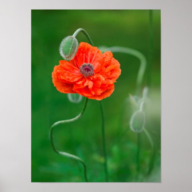 Poster Canadá, New Brunswick, 2 (Frente)