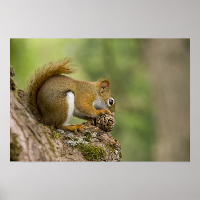 Pôster Canadá, Nova Escócia, Halifax. Jardins Públicos, (Frente)