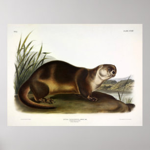 Poster Canada Otter, North American River Otter - Audubon
