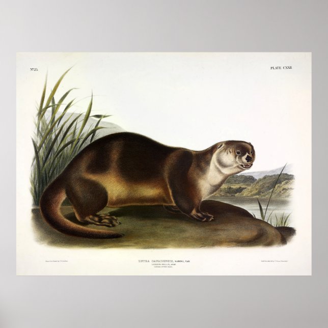 Poster Canada Otter, North American River Otter - Audubon (Frente)