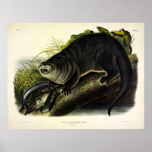 Poster Canadá Otter (Rio Otter) - Quadrupedes de Audubon