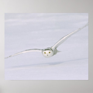 Poster Canadá, Quebeque. A coruja nevado voa baixo sobre