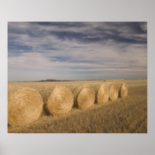 Pôster Canadá, Saskatchewan, Craik: Hayrolls / outono