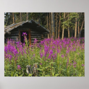 Poster Canadá, Yukon, área do rio Ross, cabine abandona