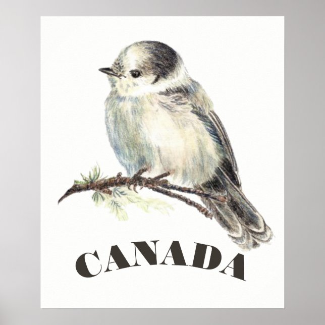 Pôster Canada's National Bird Gray Grey Jay, Whiskey Jack (Frente)