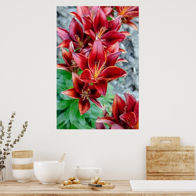 Poster Canadense Beauty, Floral Red Stargazer Lily (Cozinha)