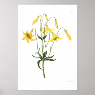 Poster Canadense do Lilium