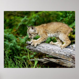 Poster Canadense Lynx Kitten no Hunt