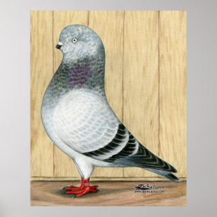 Pôster Canadense Show Tippler Pigeon Blue Grizzle